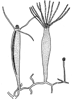 Family Rhysiidae - Genus Rhysia: typical polyp