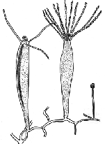 Rhysia autumnalis, modified after Brinckmann (1965)