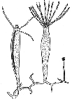 Rhysia autumnalis, modified after Brinckmann (1965)