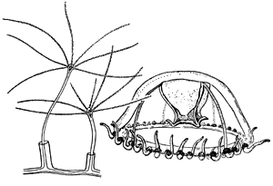 Family Trichydridae - Genus Trichydra: typical polyps and medusa