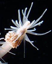Polyp with filiform tentacles, typical for the Suborder Filifera Polyp with filiform tentacles, typical for the Suborder Filifera