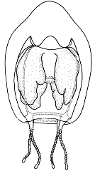 Family Boeromedusidae - Genus Boeromedusa: medusa stage