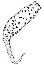 Family Boreohydridae - Genus Boreohydra: typical polyp