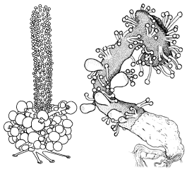 Family Candelabridae: typcial polyps