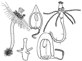 Family Corymorphidae: typical polyps and medusae Family Corymorphidae: typical polyps and medusae