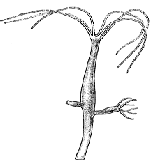 Family Hydridae - Genus Hydra