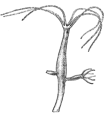 Family Hydridae - Genus Hydra