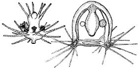 Family Margelopsidae - Genus Margelopsis Family Margelopsidae - Genus Margelopsis