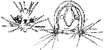 Hydrozoa (hydroids)