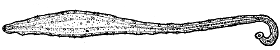Family Protohydridae - Genus Protohydra Family Protohydridae - Genus Protohydra