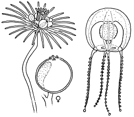 Family Tubulariidae Family Tubulariidae