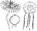 Hydrozoa (hydroids)