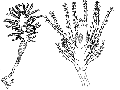 Hydrozoa (hydroids)