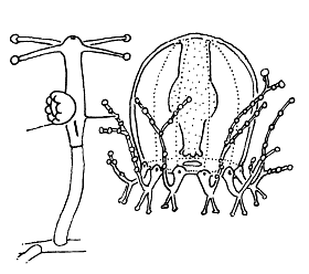 Family Cladonematidae - Genus Cladonema