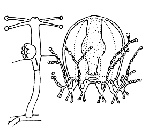 Hydrozoa (hydroids)