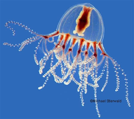 Cladonema radiatum Dujardin, 1843 Cladonema radiatum Dujardin, 1843