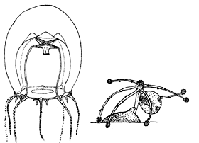 Family Halimedusidae Family Halimedusidae