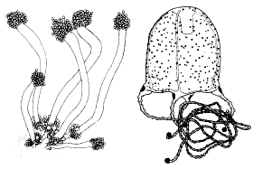 Family Hydrocorynidae - Genus Hydrocoryne Family Hydrocorynidae - Genus Hydrocoryne
