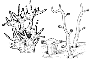 Family Milleporidae - Genus Millepora Family Milleporidae - Genus Millepora