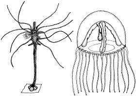 Family Moerisiidae