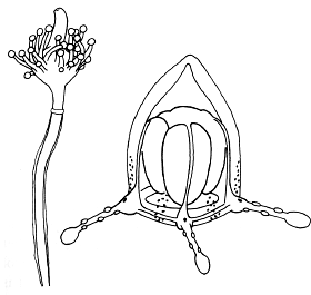 Family Sphaerocorynidae - Genus Sphaerocoryne Family Sphaerocorynidae - Genus Sphaerocoryne