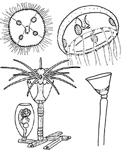 Family Campanulariidae Family Campanulariidae