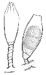 Hydrozoa (hydroids)