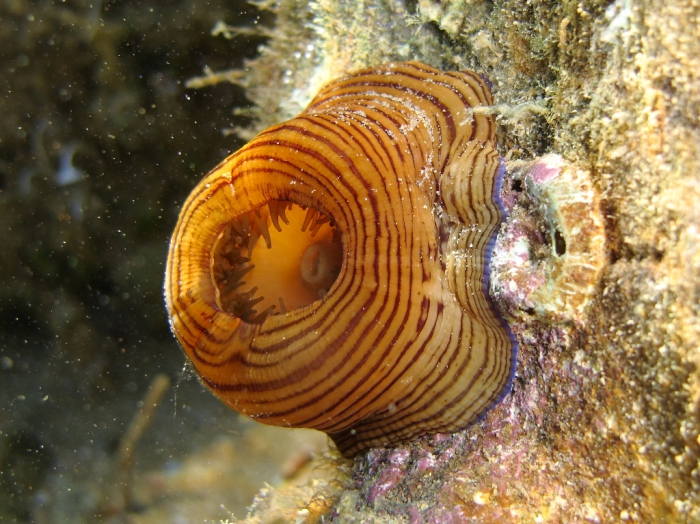 Actinia cari Actinia cari