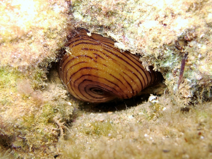 Actinia cari Actinia cari