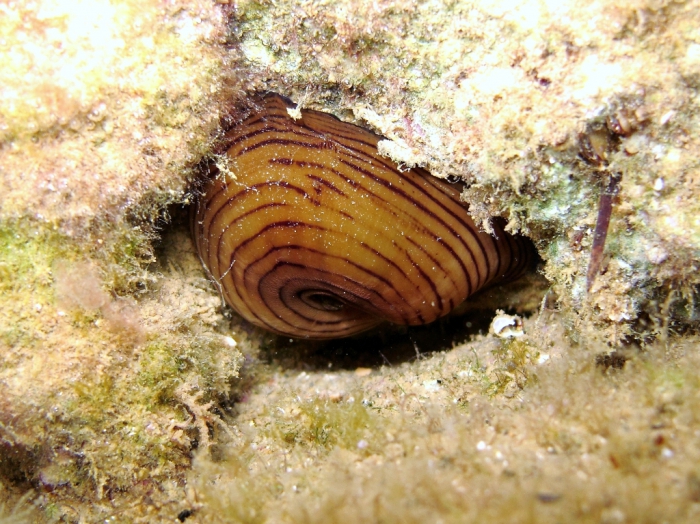 Actinia cari