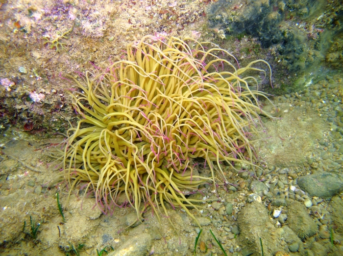 Anemonia viridis Anemonia viridis