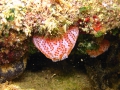 Tunicata (sea squirts)