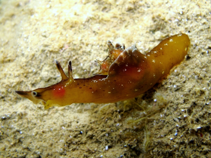 Aplysia punctata Aplysia punctata