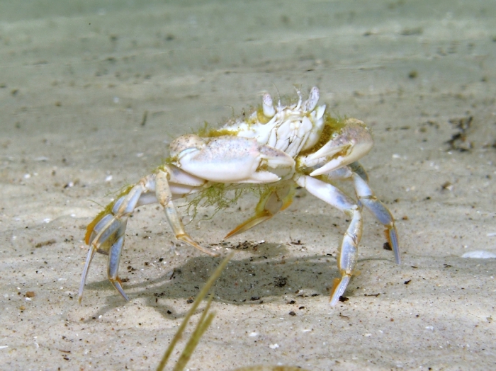 Carcinus aestuarii