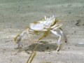 Crustacea (crustaceans)