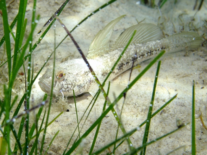 Gobius niger