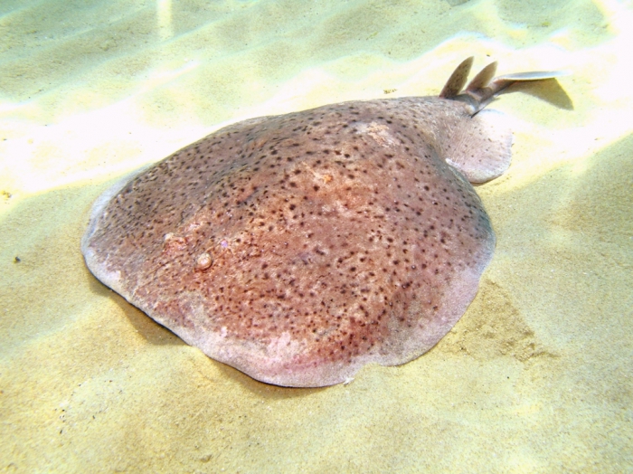 Torpedo marmorata Torpedo marmorata