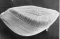 Chromista - Bacillariophyceae (diatoms)