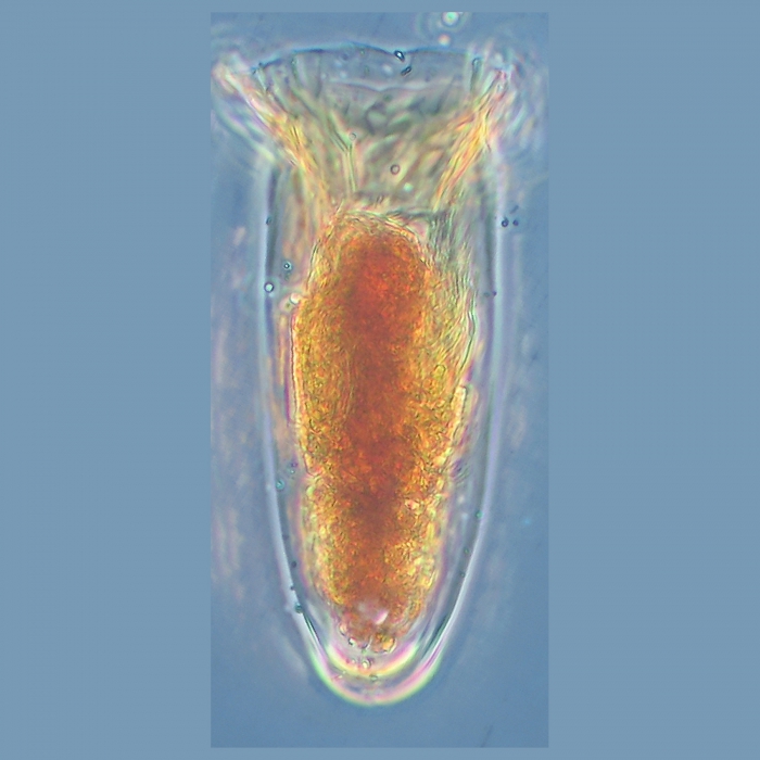 Amphorides (Amphorella) quradrilineata Amphorides (Amphorella) quradrilineata