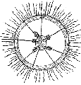 Hydrozoa (hydroids)