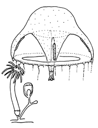 Family Eirenidae, typical polyp and medusa
