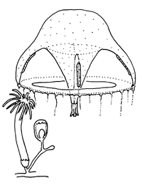 Family Eirenidae, typical polyp and medusa Family Eirenidae, typical polyp and medusa