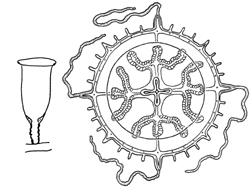 Family Hebellidae, hydrotheca form and free medusa