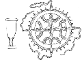 Hydrozoa (hydroids)