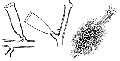 Hydrozoa (hydroids)