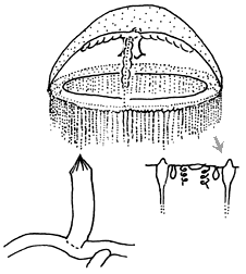 Family Laodiceidae; medusa, enlarged bell margin, and hydrotheca