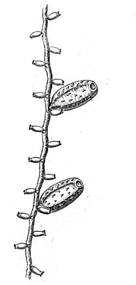 Lineolaria spinulosa, hydrothecae and gonothecae, from Hincks (1861)