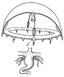 Family Lovenellidae, typical medusa