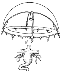 Family Lovenellidae, typical medusa Family Lovenellidae, typical medusa
