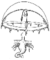 Hydrozoa (hydroids)